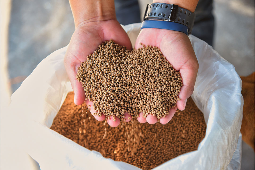 Exploring Fish Meal: A Nutrient-Rich Ingredient in Aquafeeds