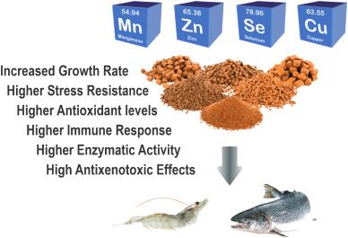 Exploring the Benefits and Production of Tilapia Fish Oil